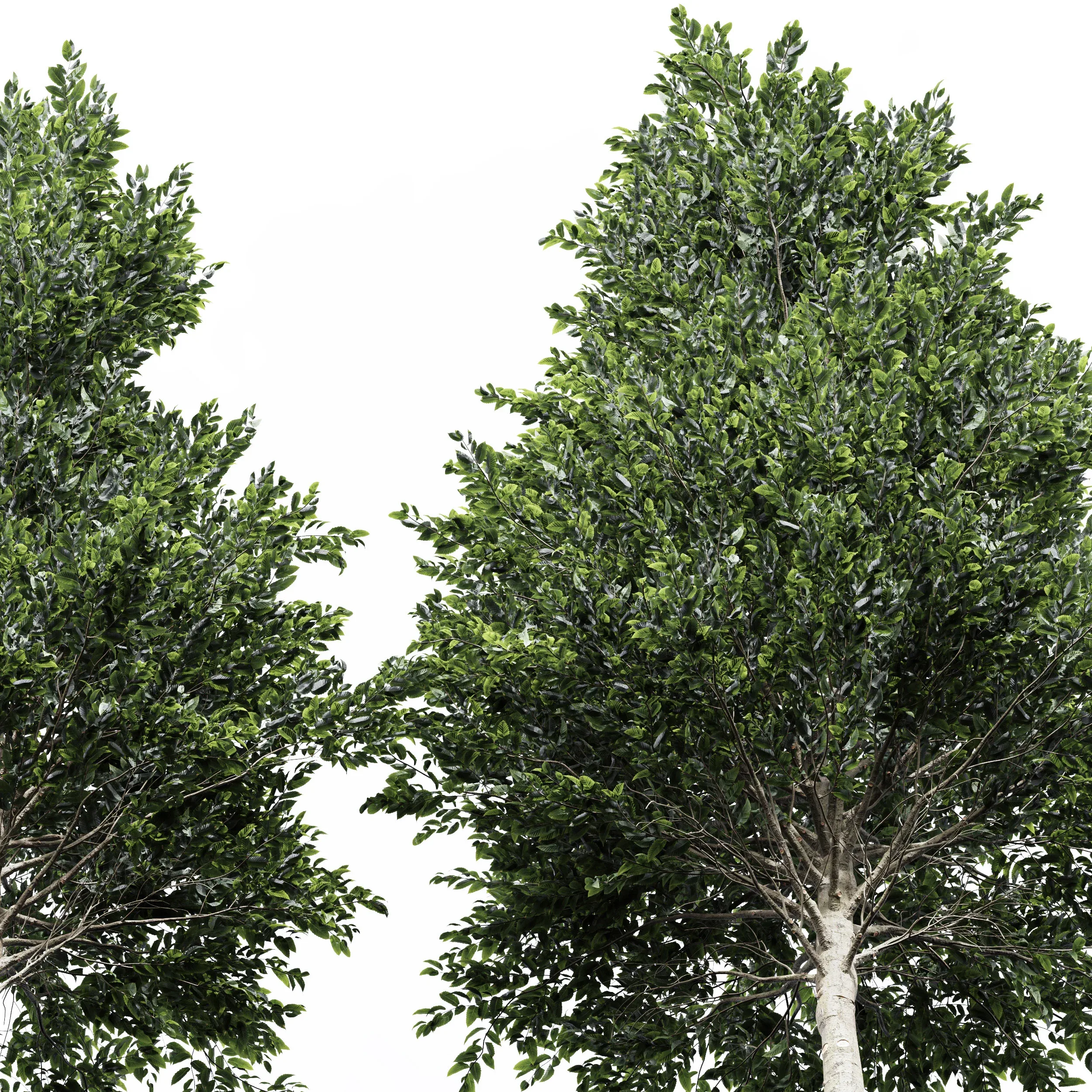 Carpinus Betulus Broadleaf-2 trees