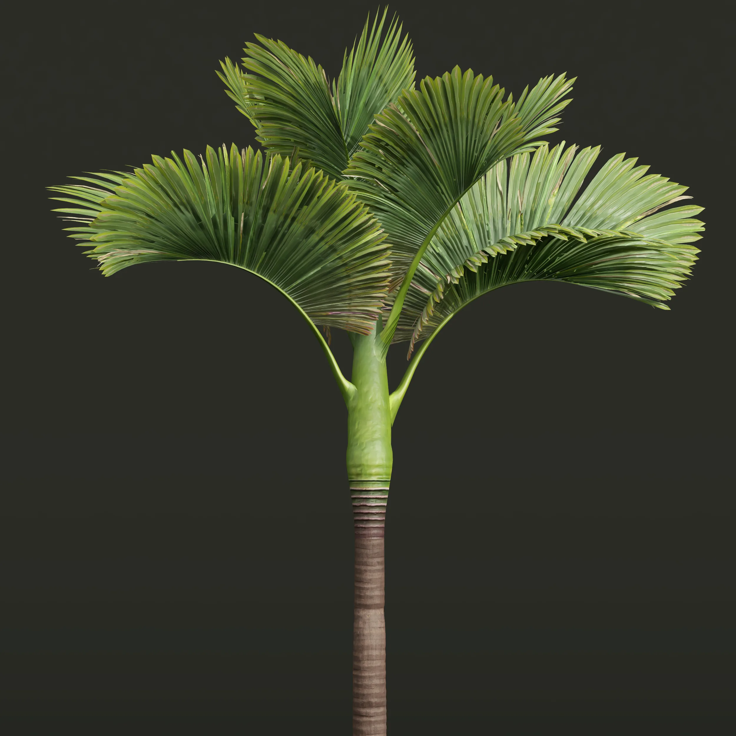 New Plant High detail Areca Catechu Decorative Garden