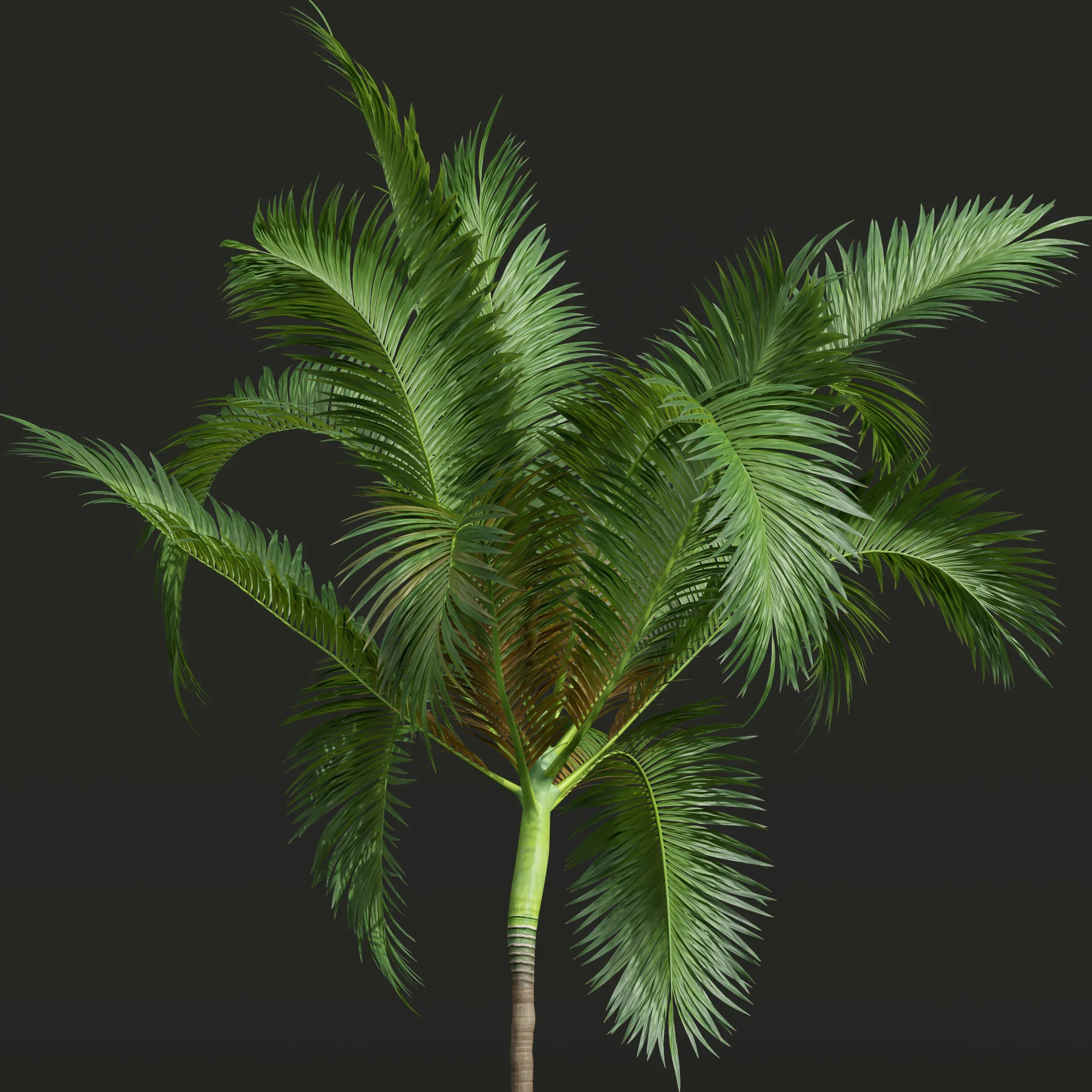 New Plant High detail Areca Catechu Medium