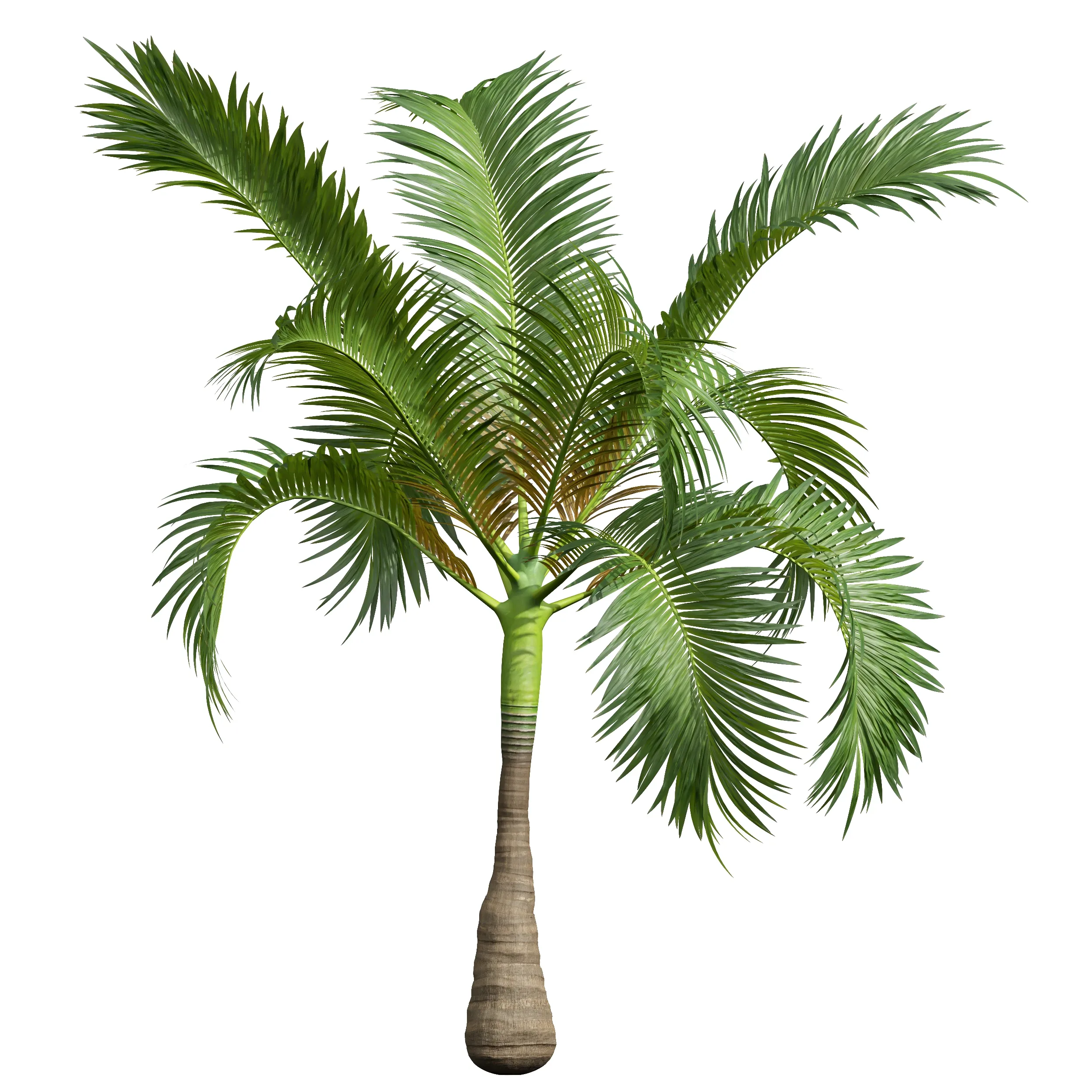 New Plant High detail Areca Catechu Small