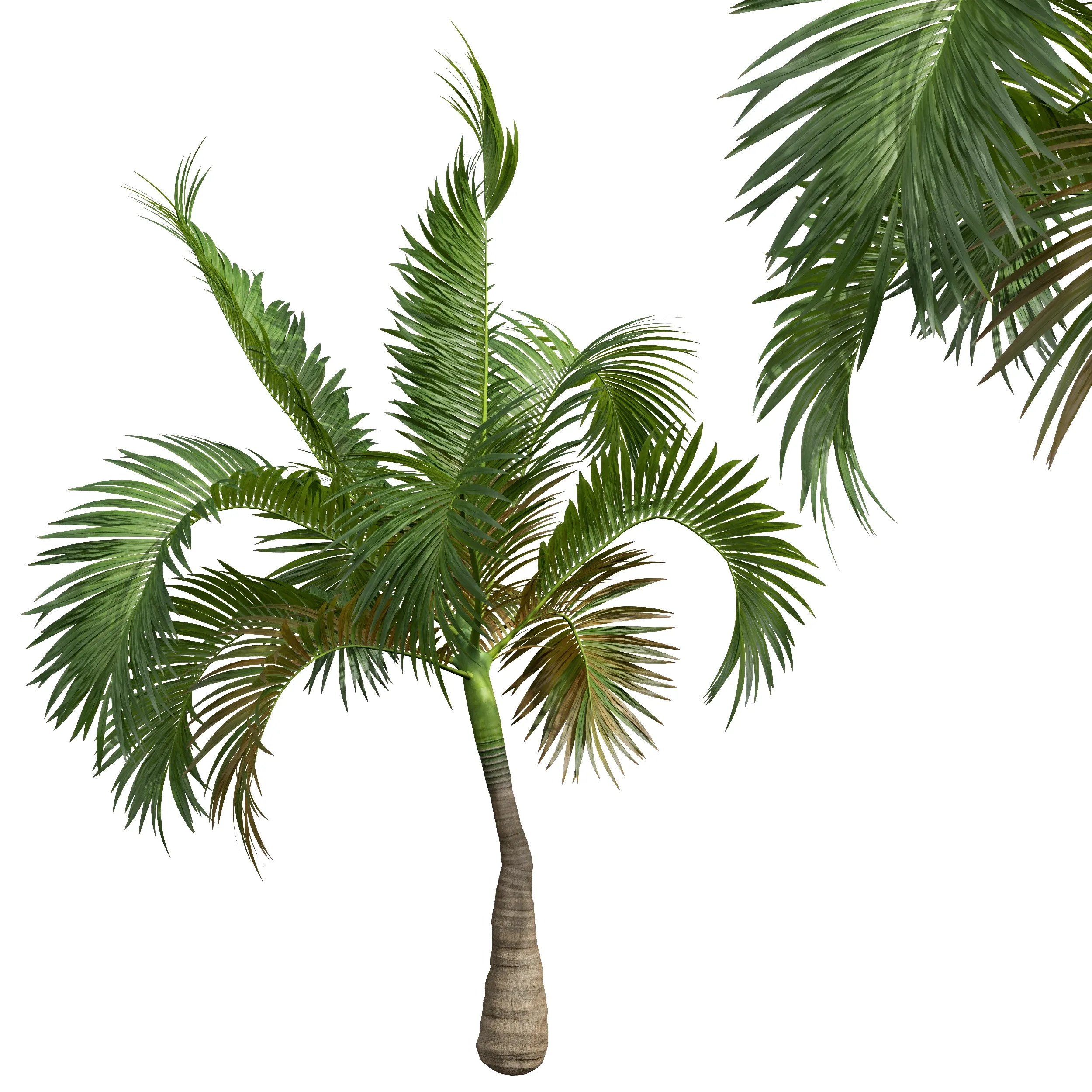 New Plant High detail Areca Catechu Small