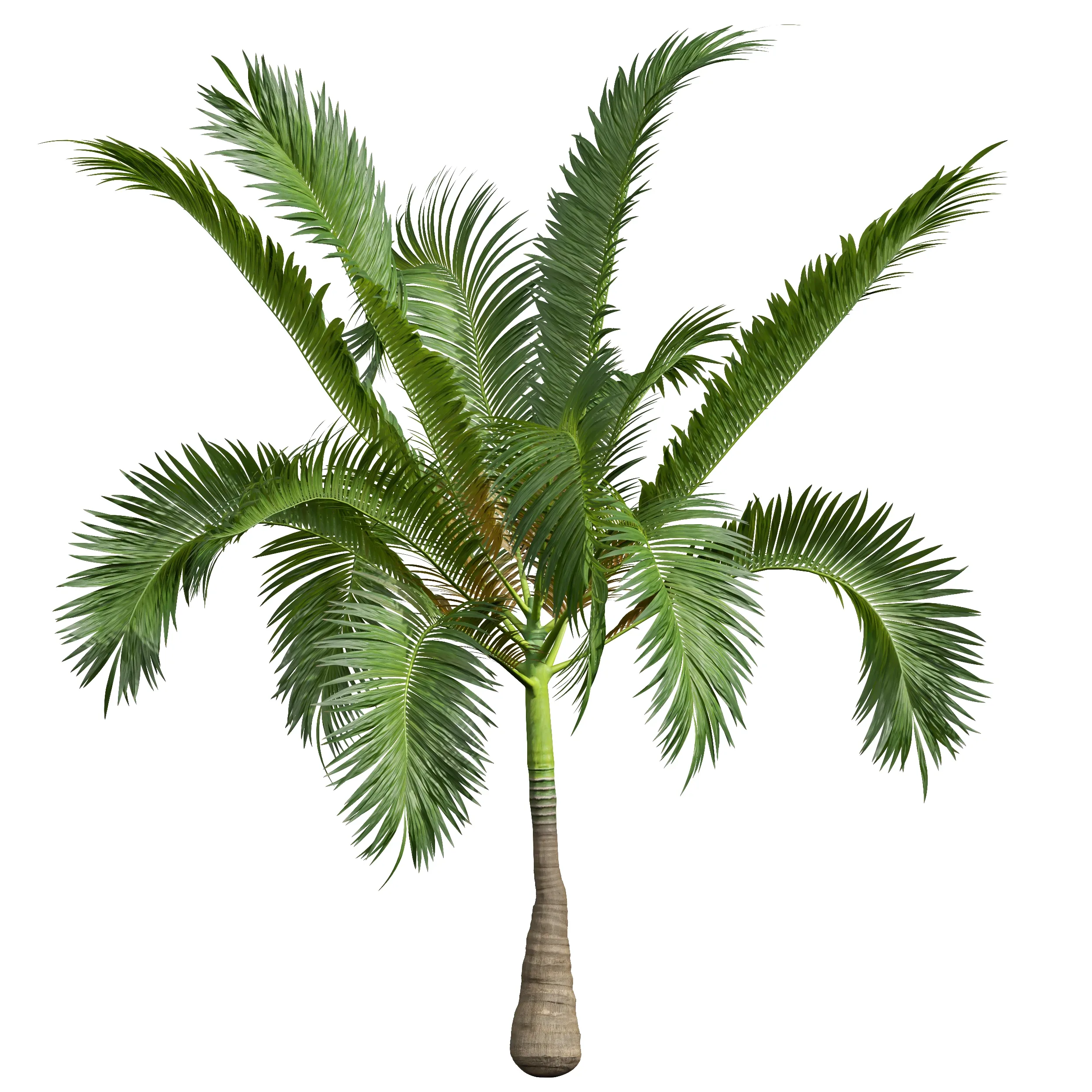 New Plant High detail Areca Catechu Small