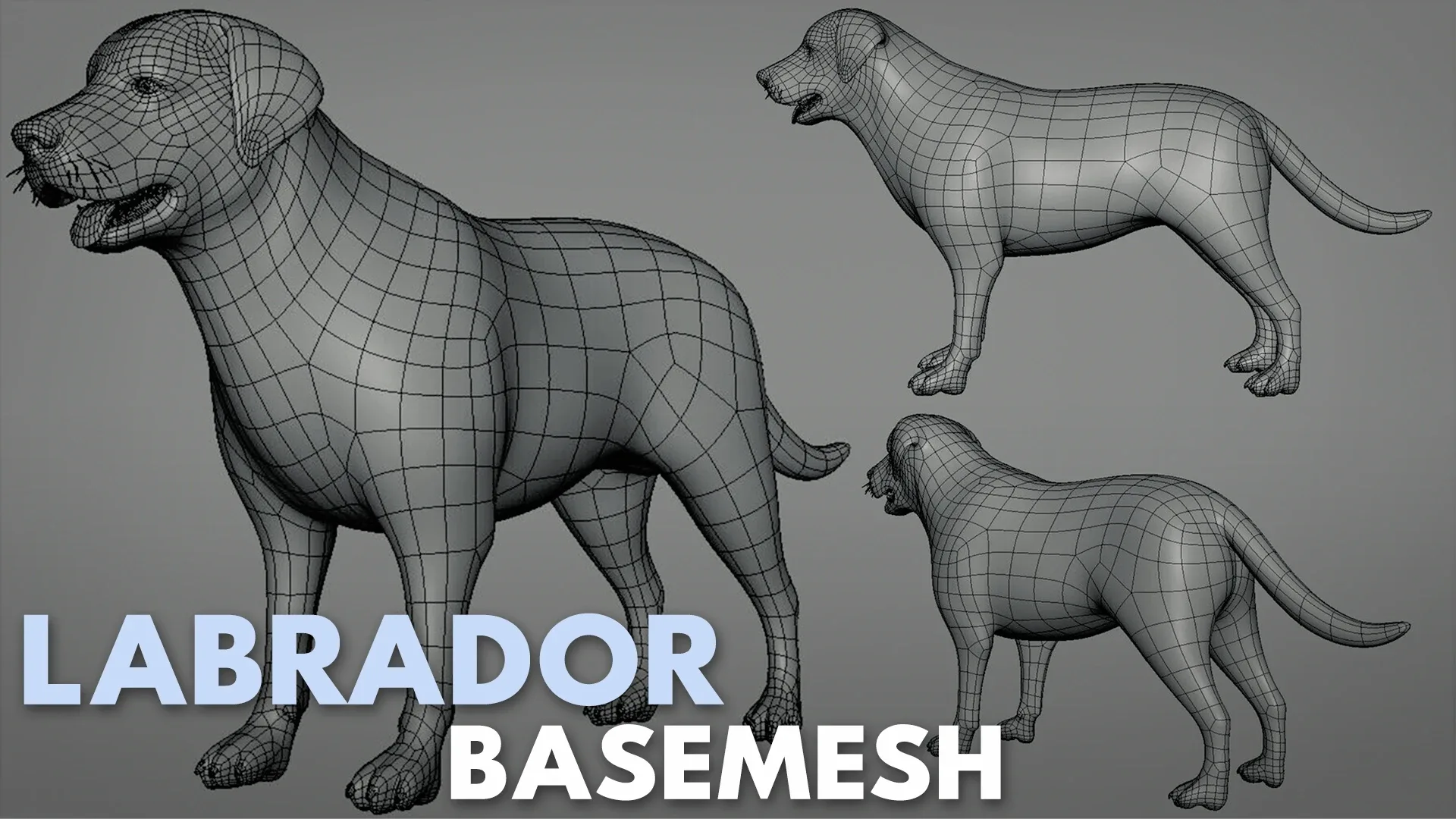 Labrador Dog BaseMesh - Topology + UV Map