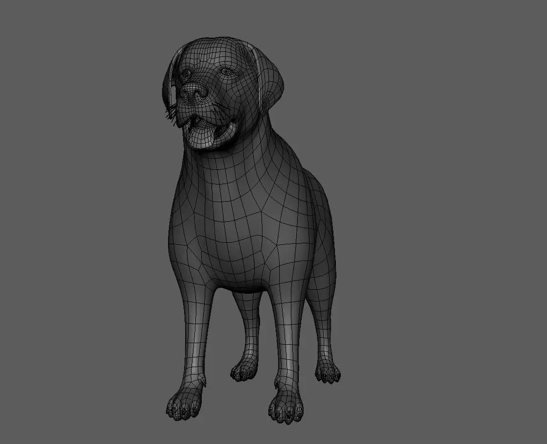 Labrador Dog BaseMesh - Topology + UV Map