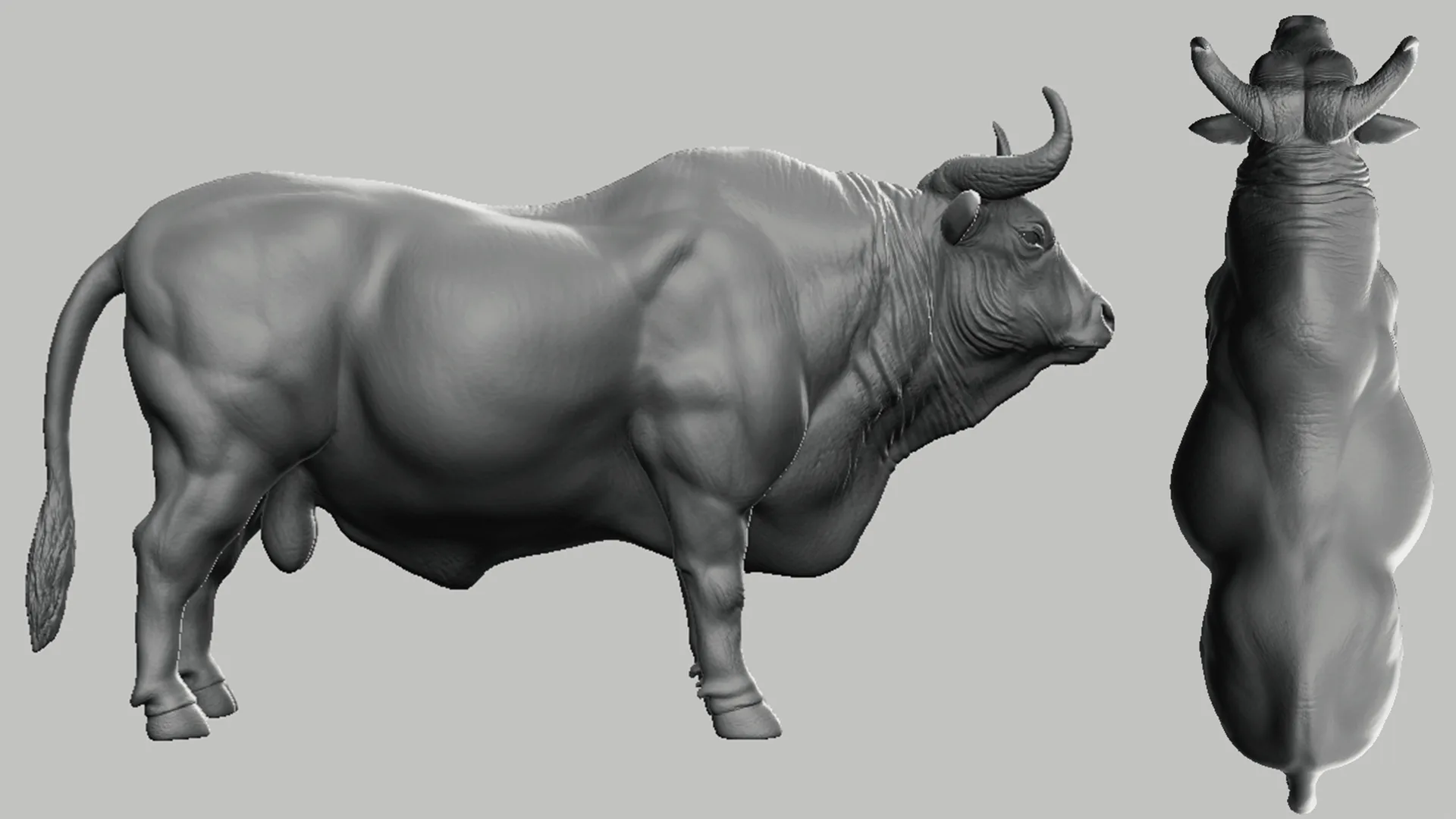 Bull - Topology + UV Map