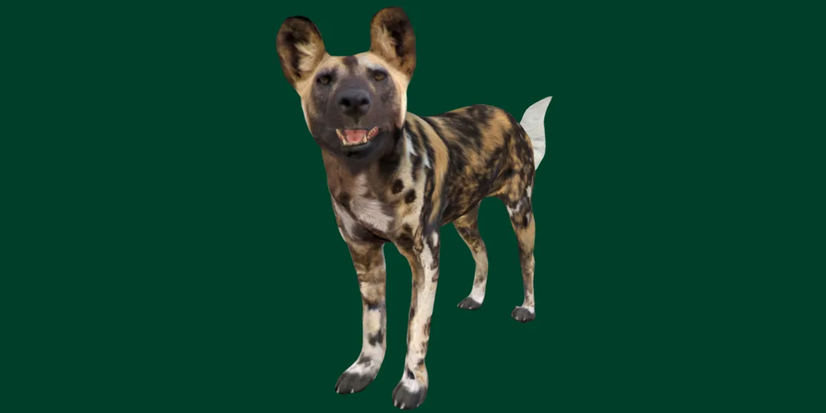 African Wild Dog