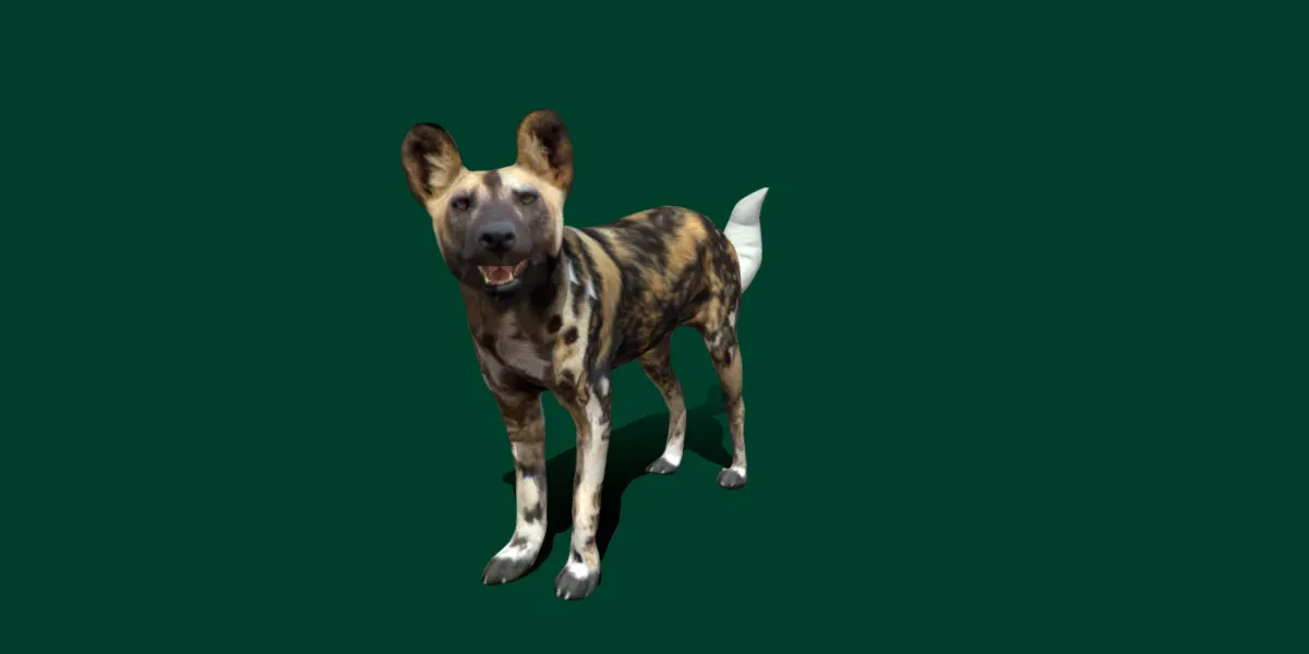 African Wild Dog