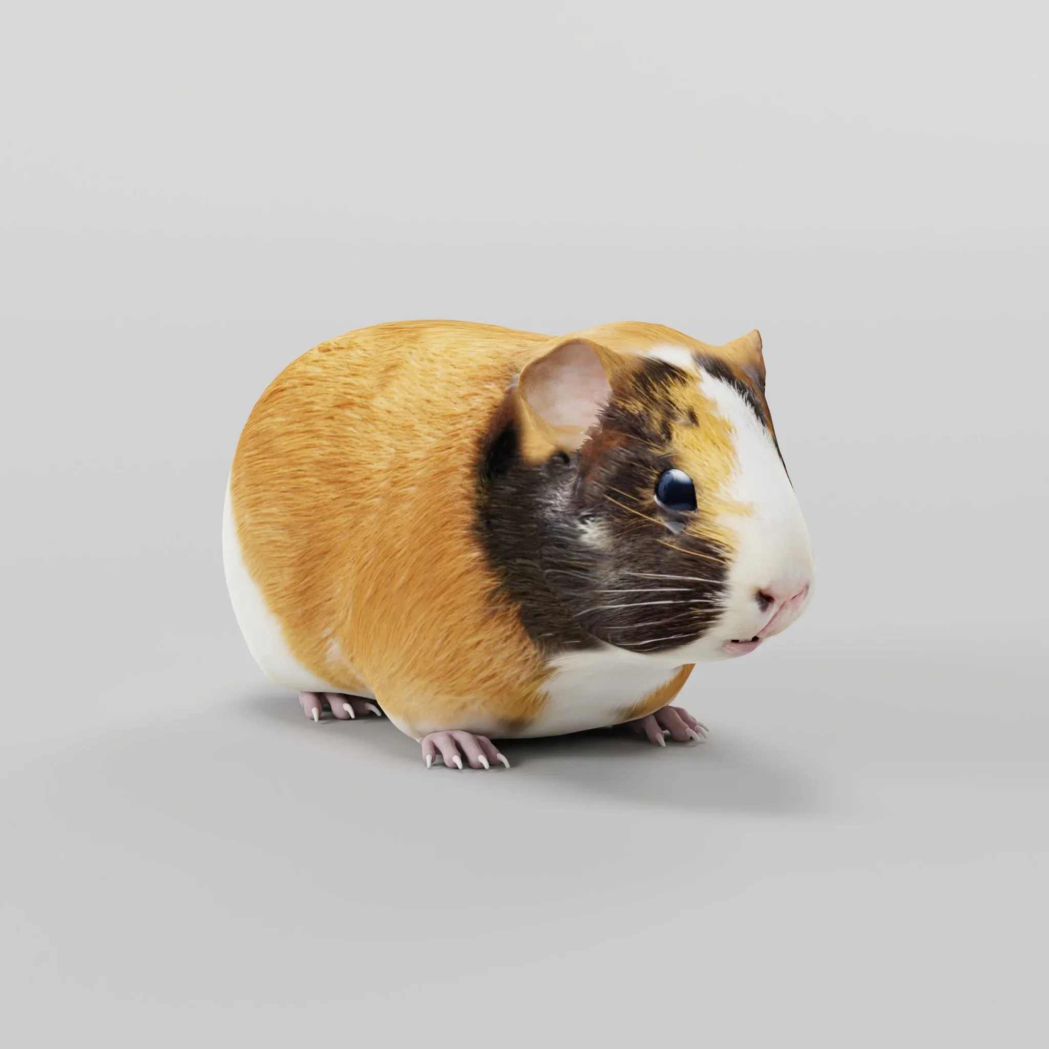 Guinea Pig