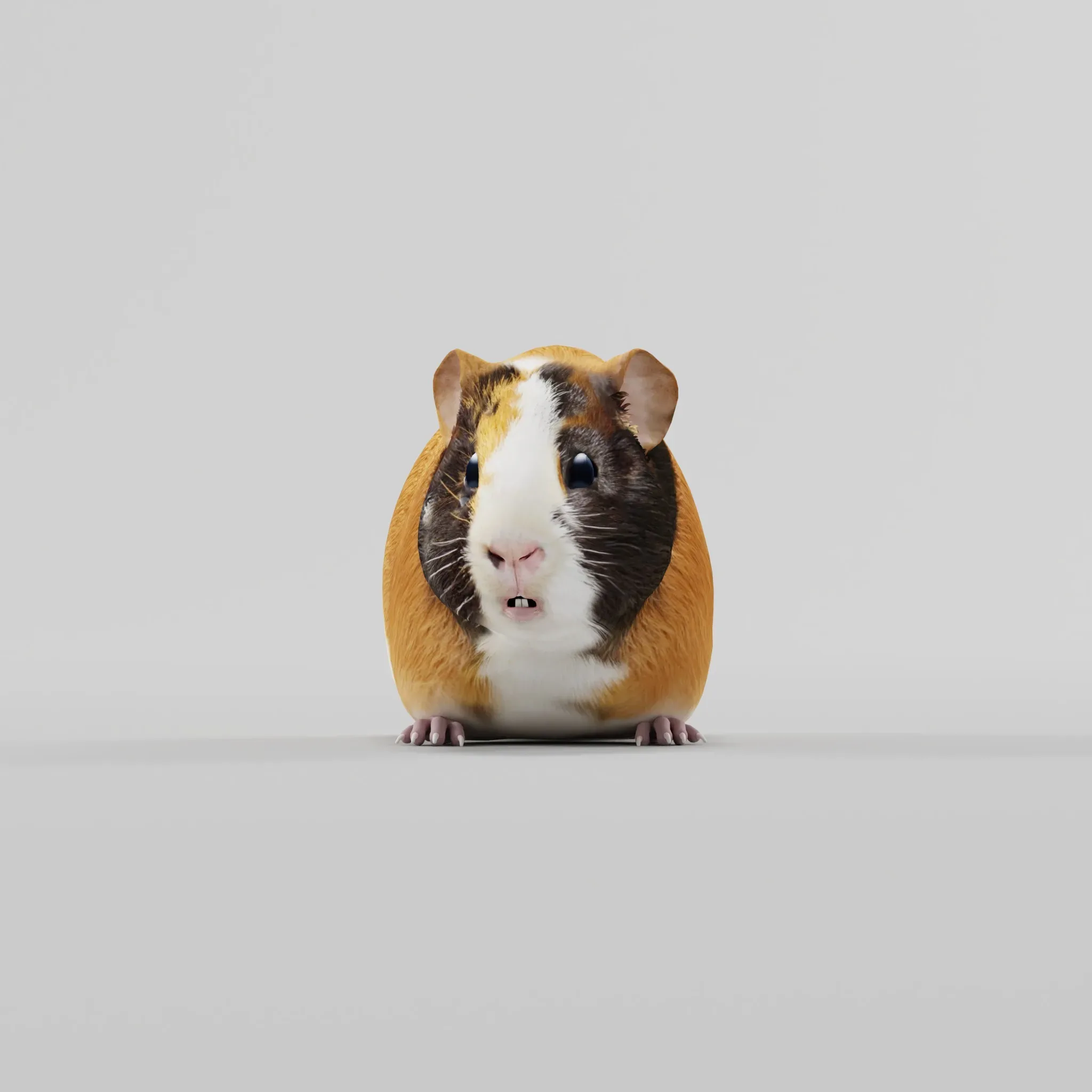 Guinea Pig