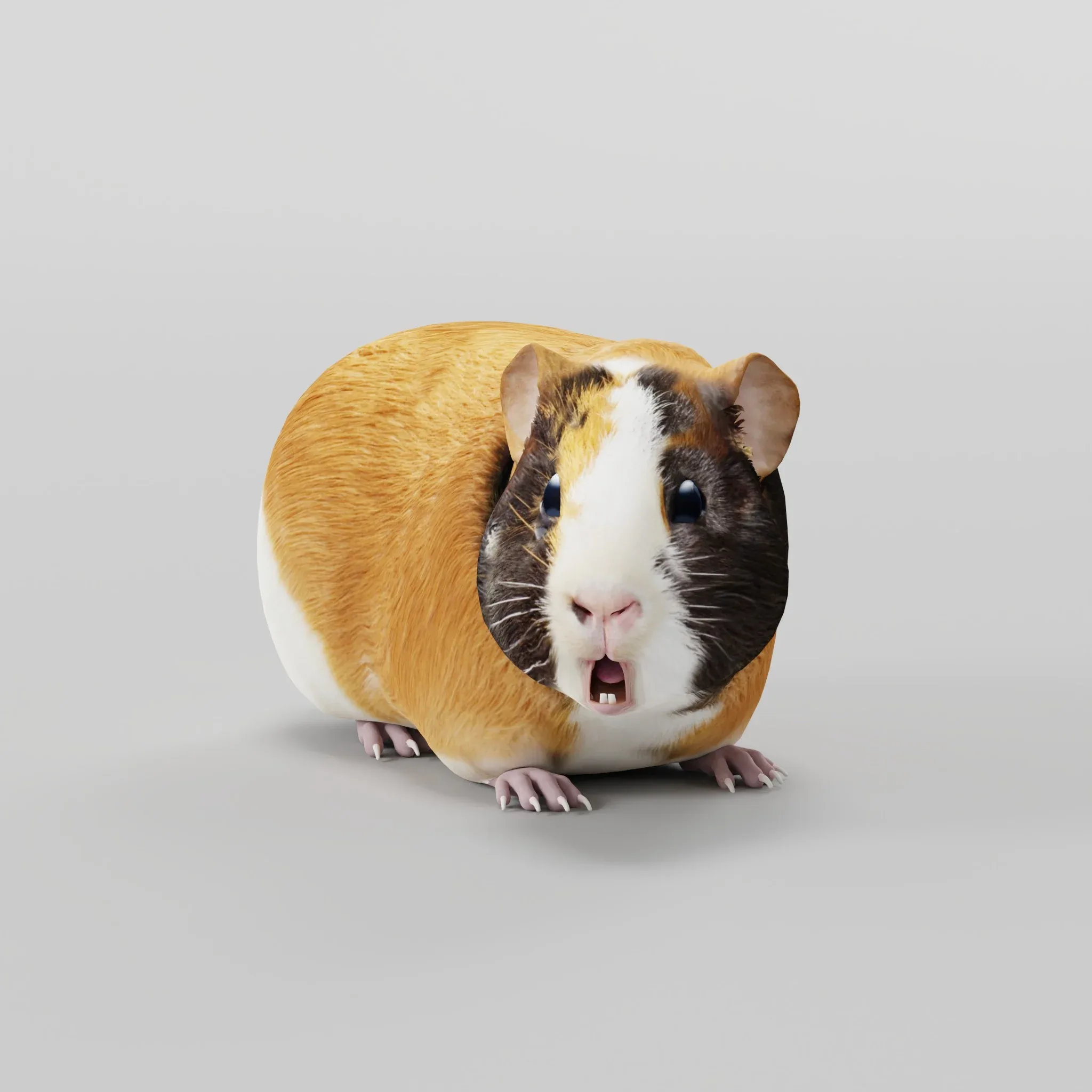 Guinea Pig