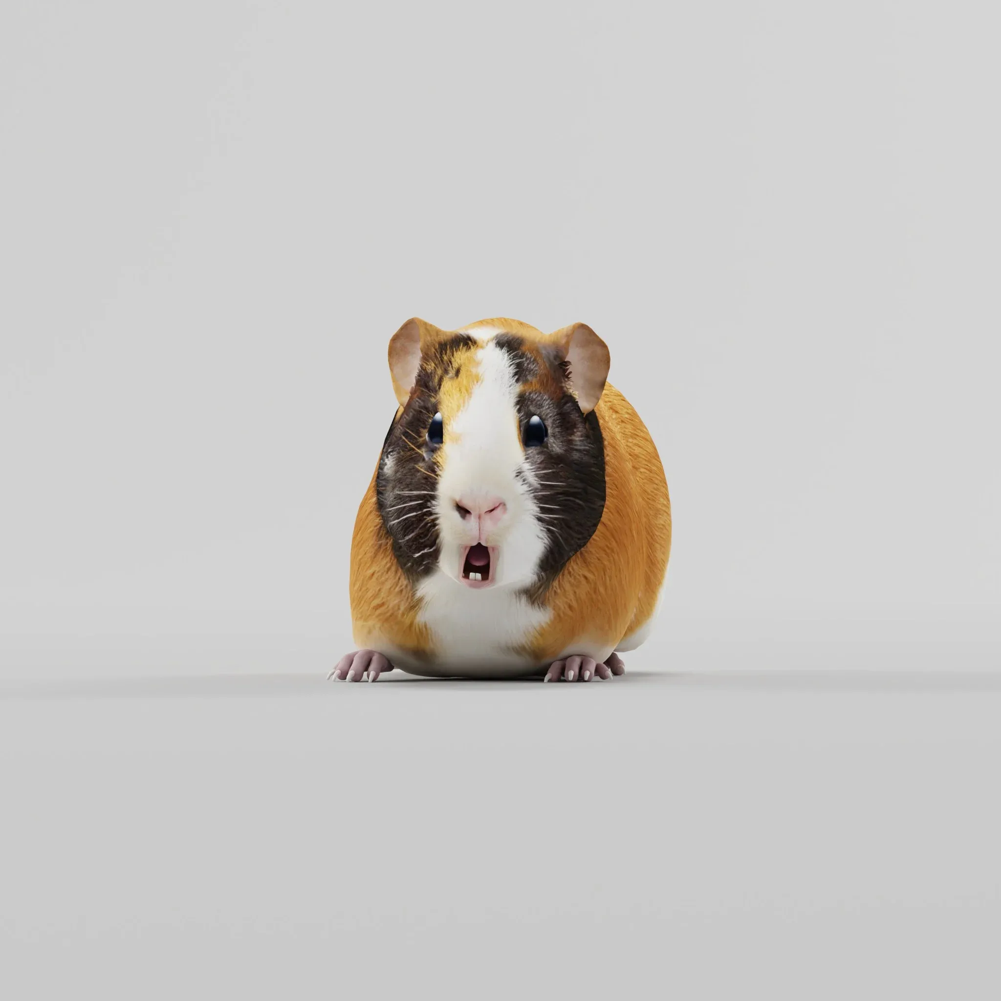 Guinea Pig