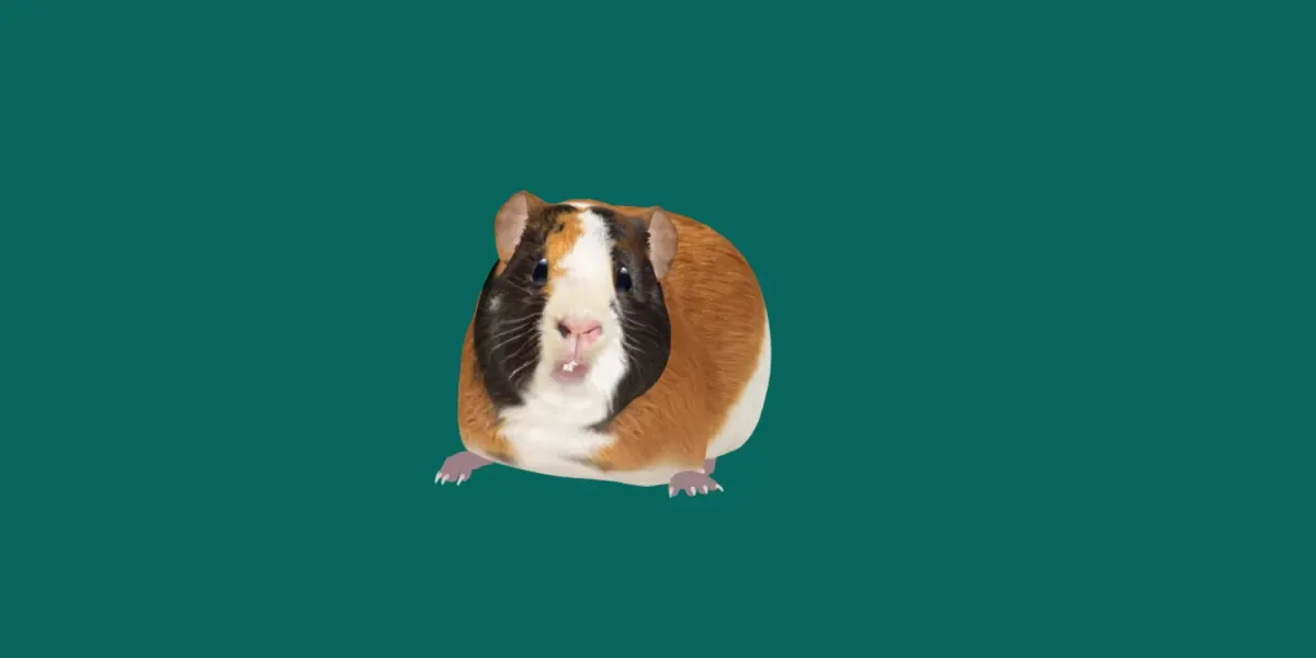 Guinea Pig