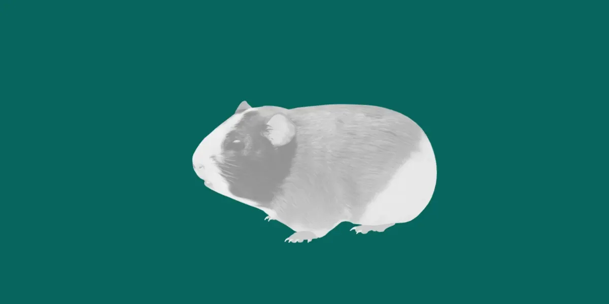 Guinea Pig