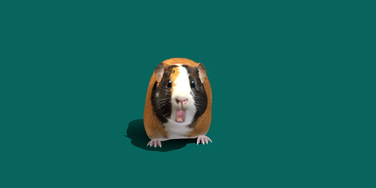 Guinea Pig