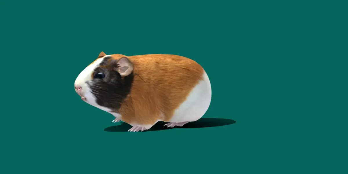 Guinea Pig