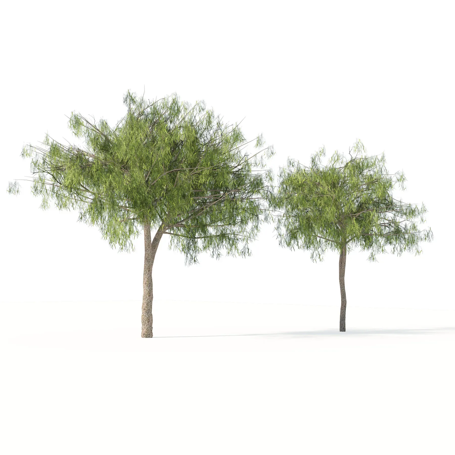 Arabian Ghaf trees of UAE