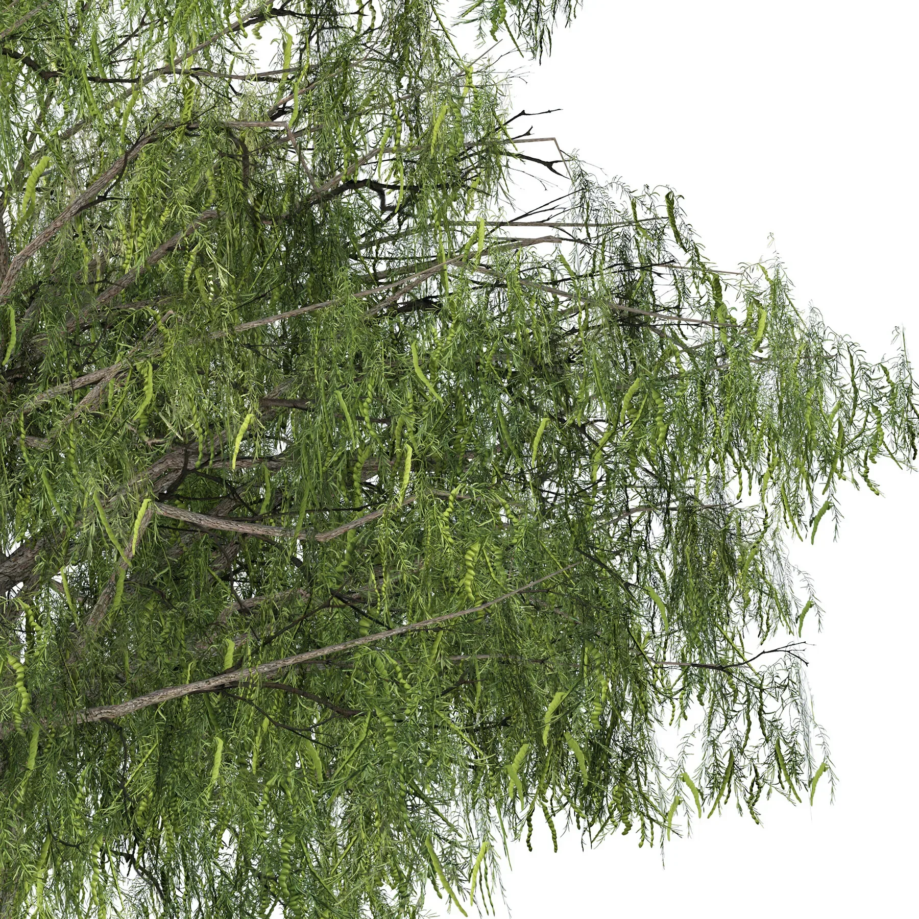 Arabian Ghaf trees of UAE