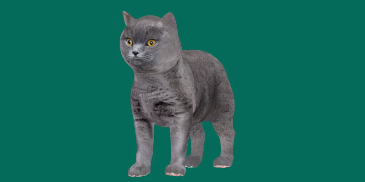 British Short Hair Cat