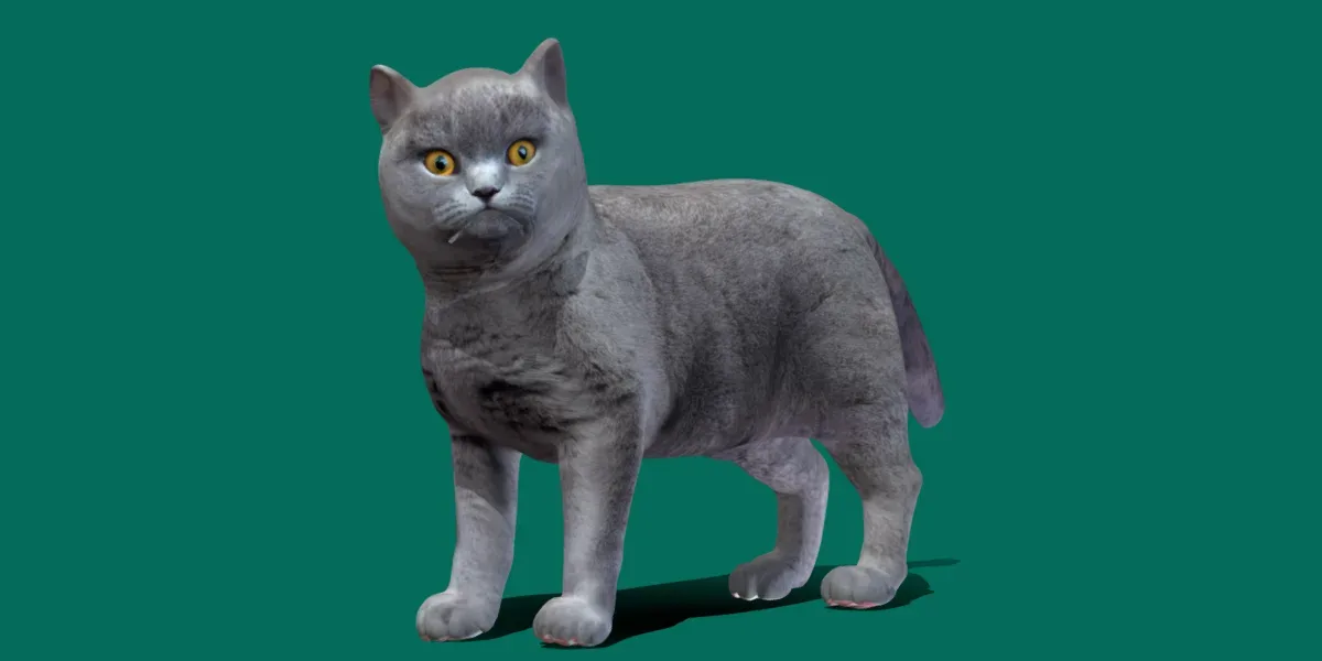 British Short Hair Cat