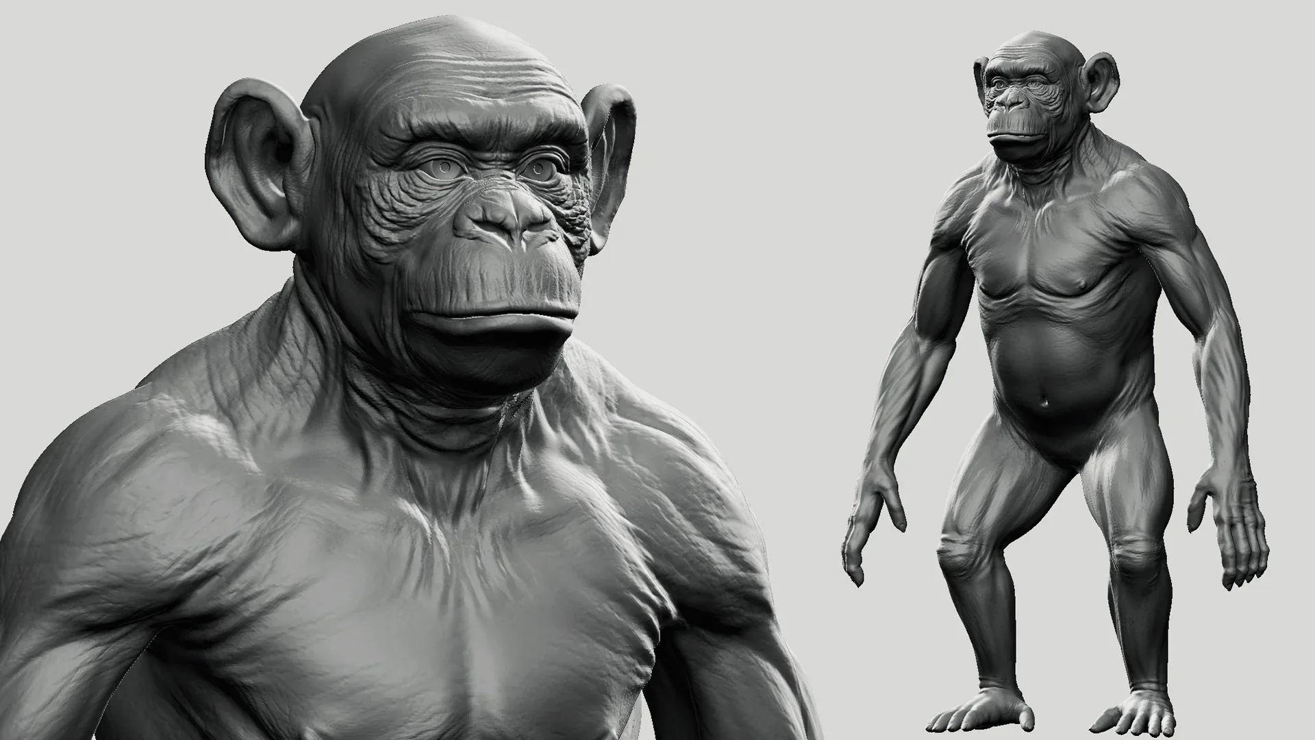 Chimpanzee - Topology + UV Map