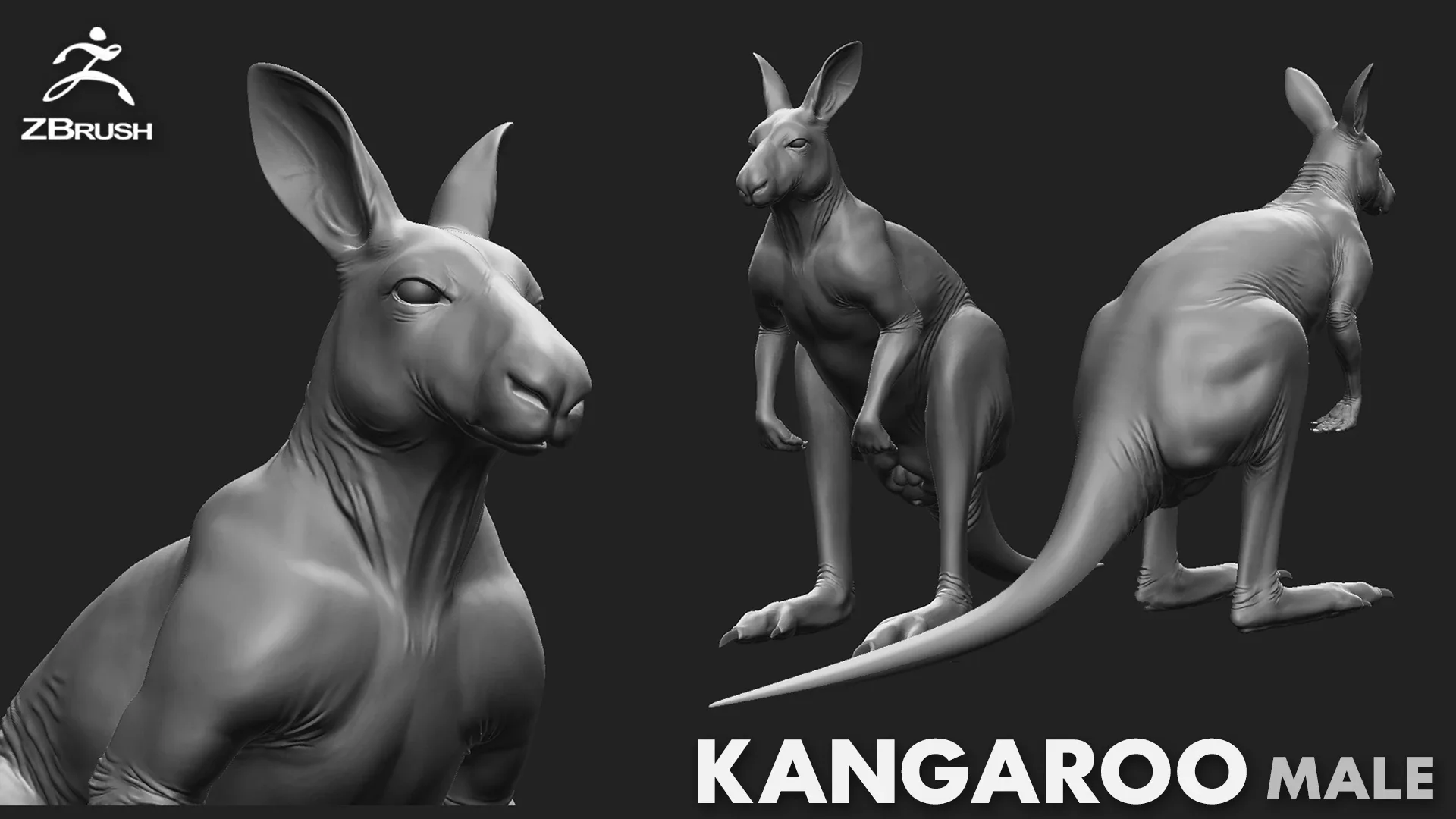 Kangaroo Male - Topology + UV Map