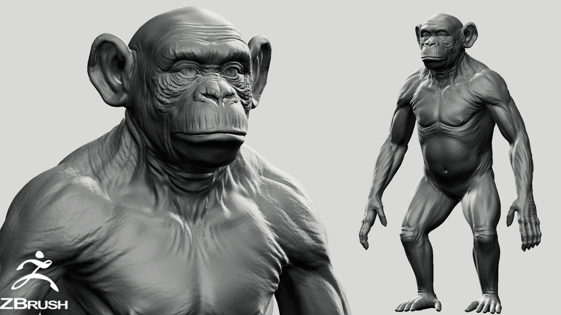 Primate Pack ( Monkey, Chimpanzee, Gorilla, Orangutan ) - Topology + UV Map