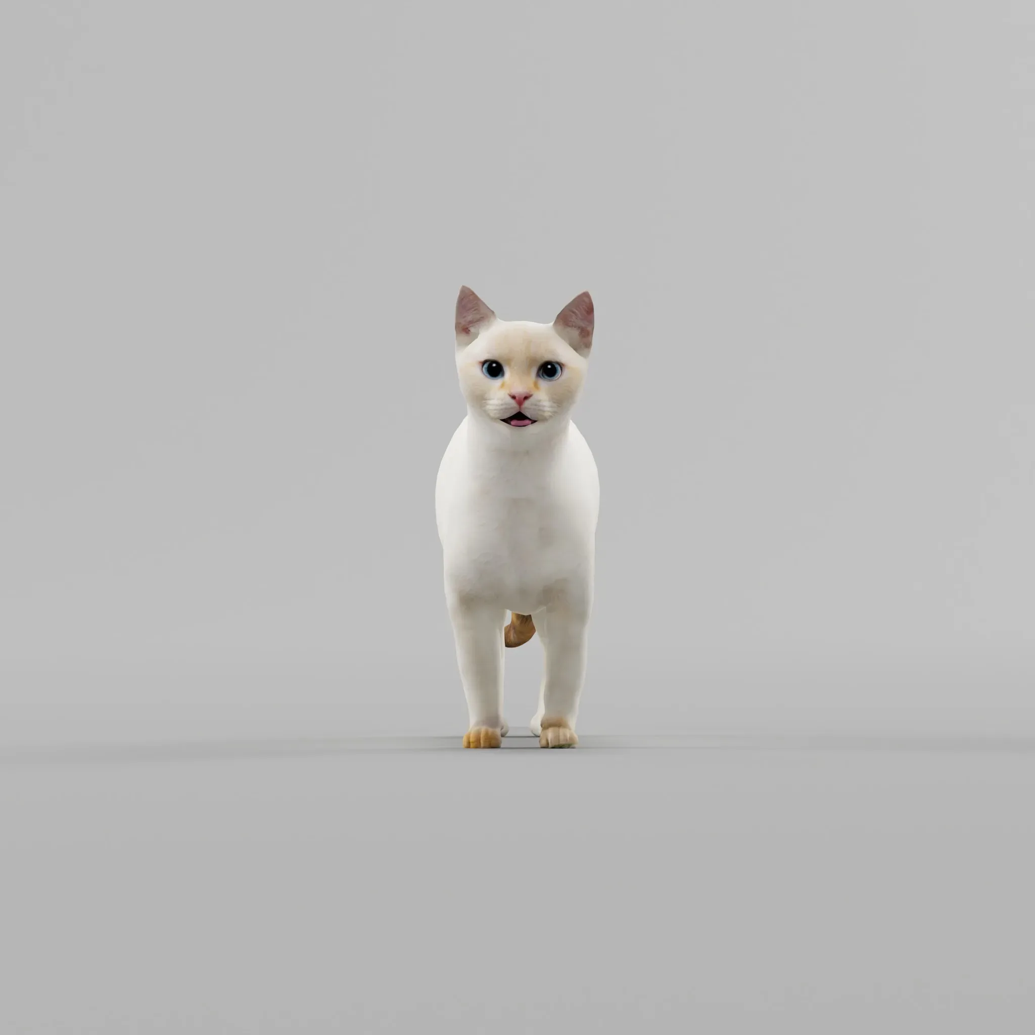 Flame Point Siamese Cat