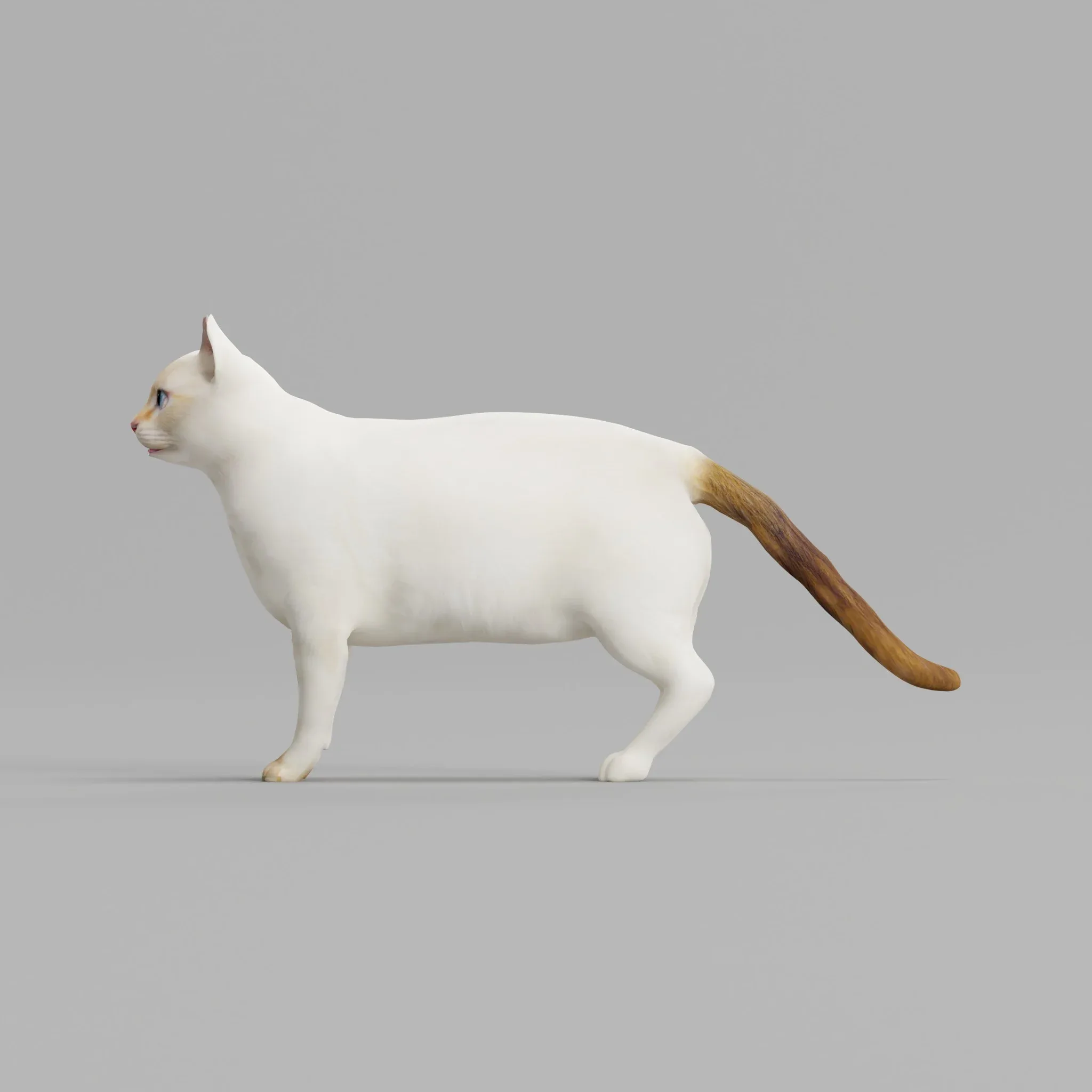 Flame Point Siamese Cat