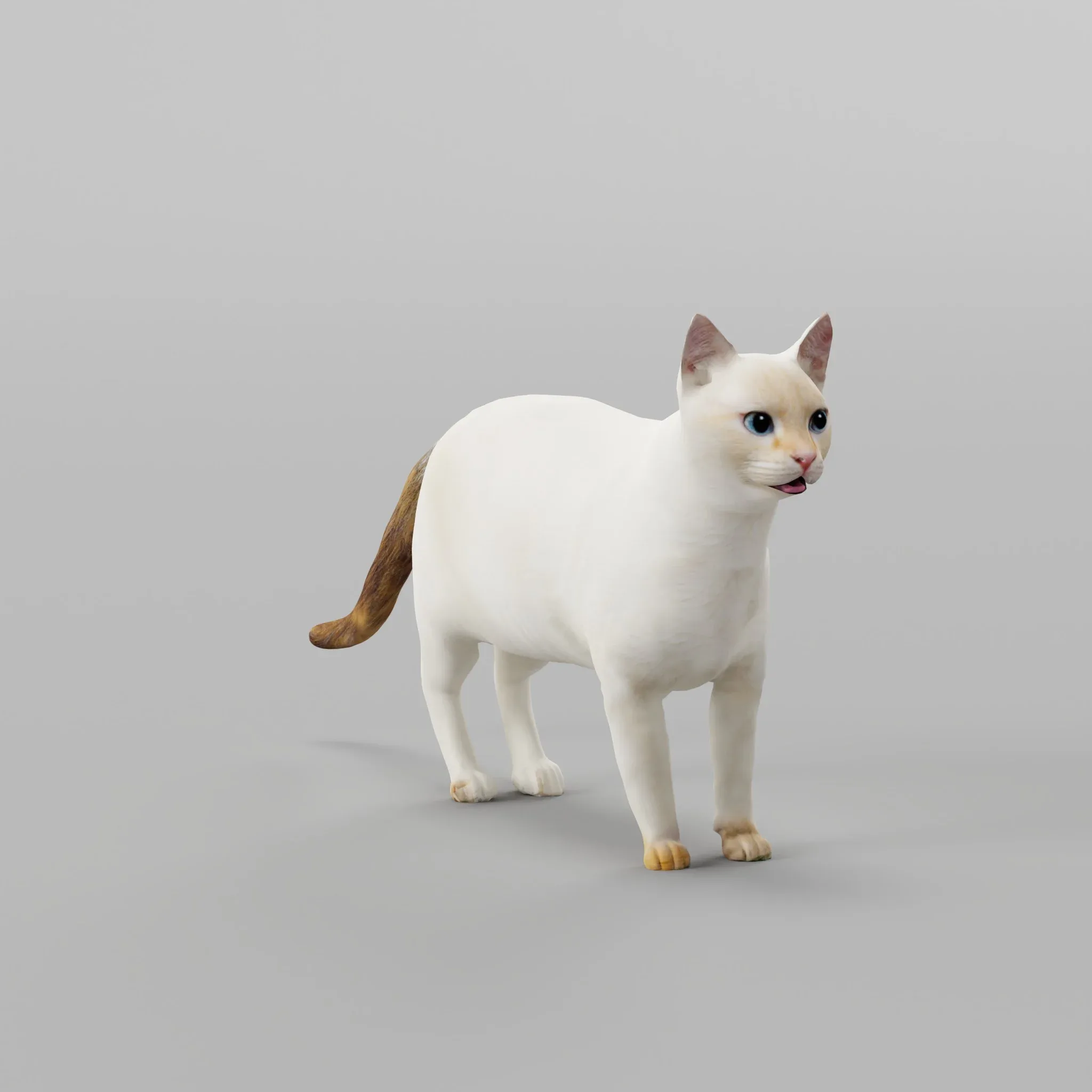 Flame Point Siamese Cat