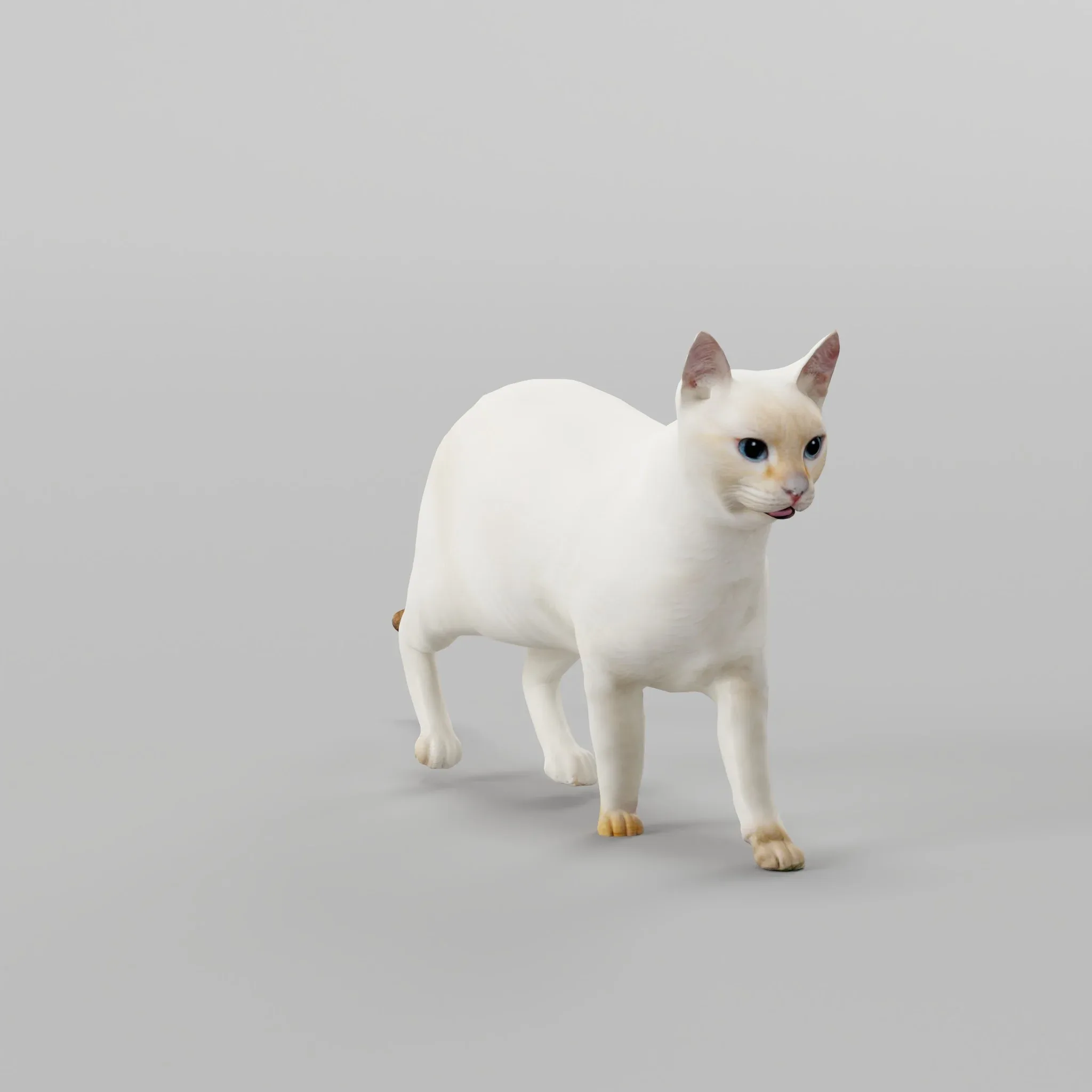 Flame Point Siamese Cat