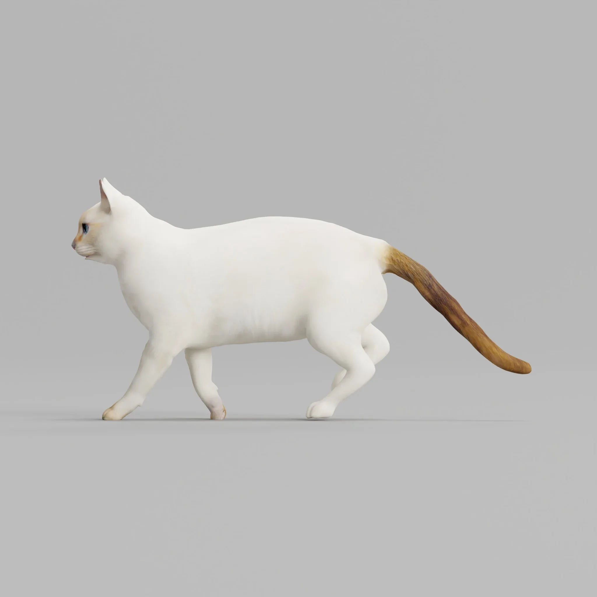 Flame Point Siamese Cat