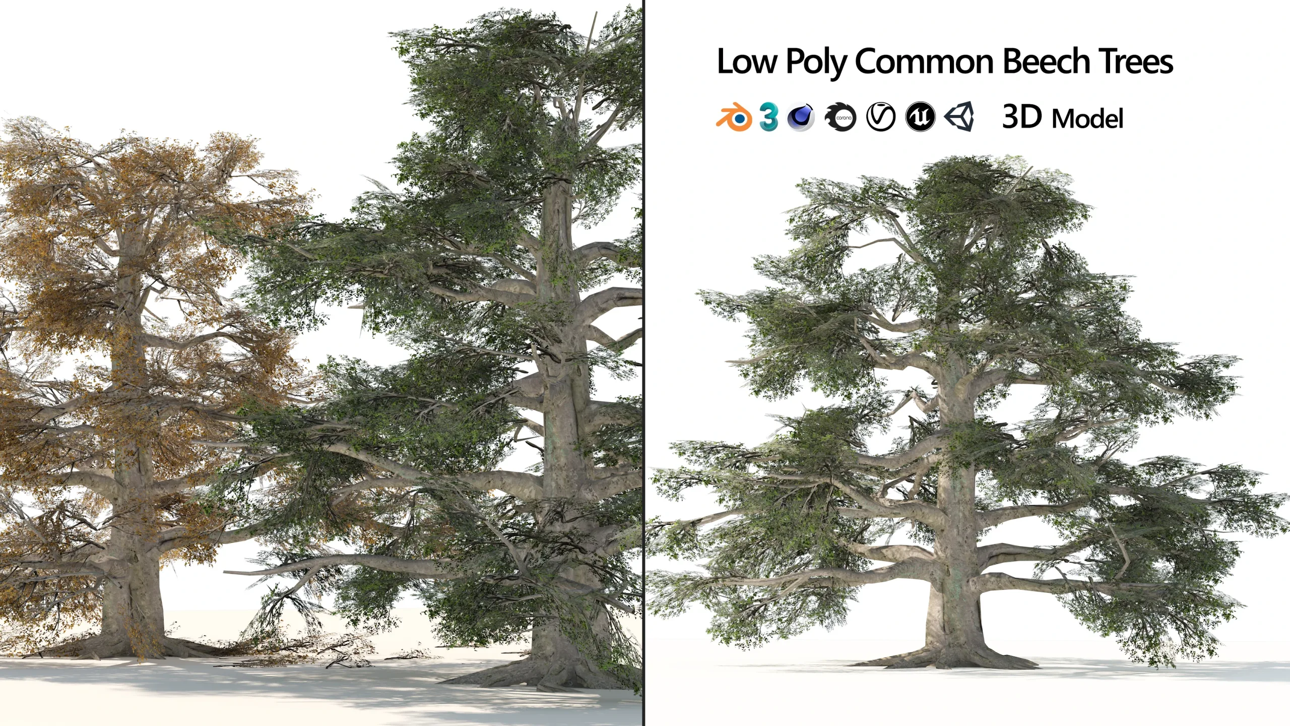 Low Poly Common Beech Trees 3D - FlippedNormals
