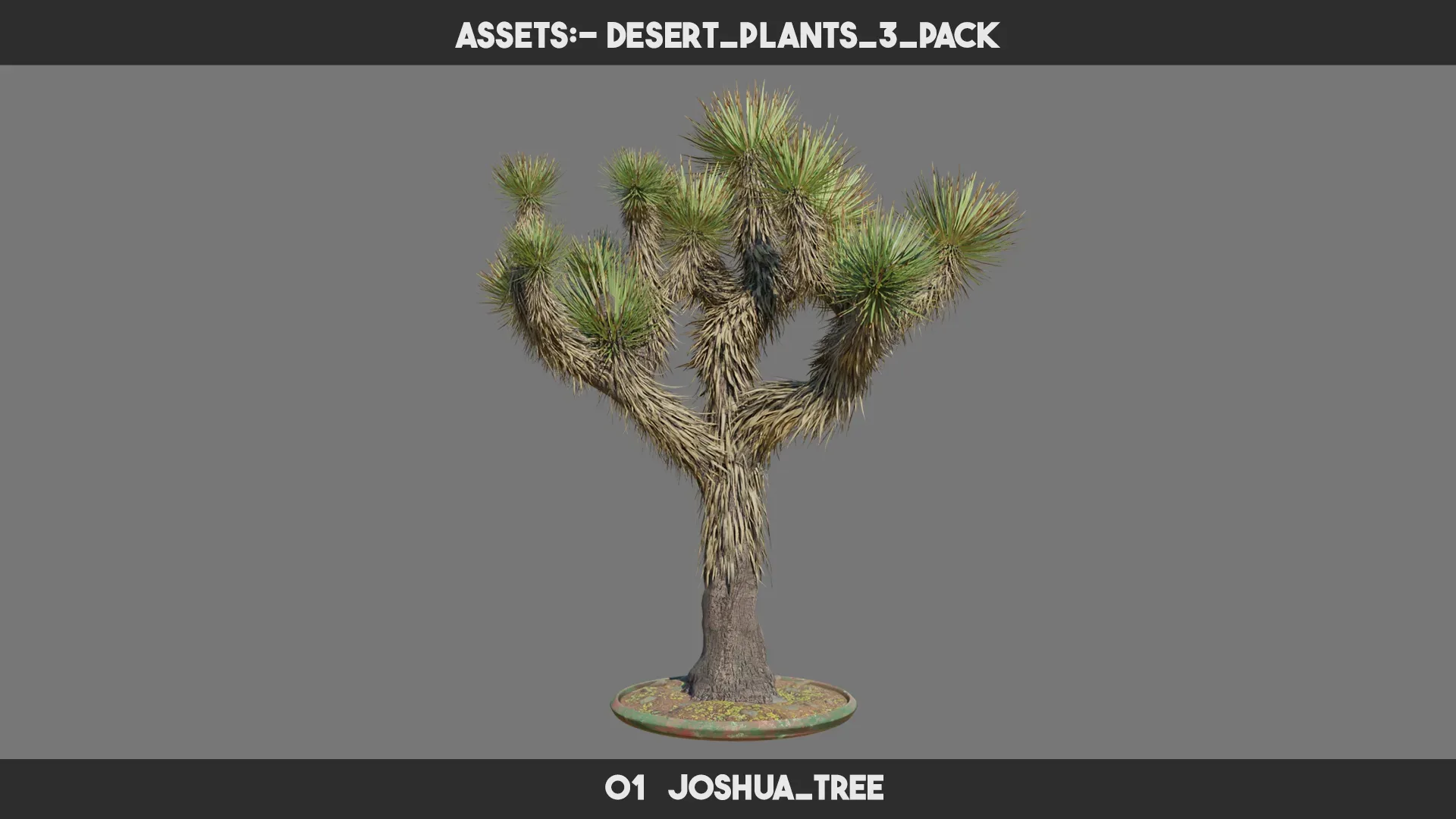 Desert Plants 3 PACK