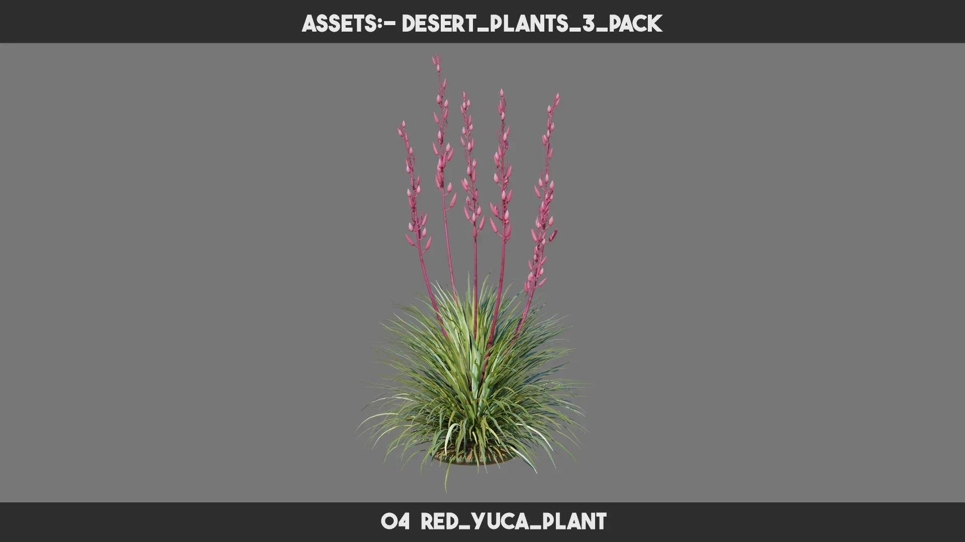 Desert Plants 3 PACK