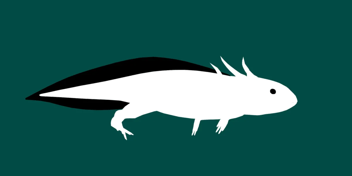 Axolotl