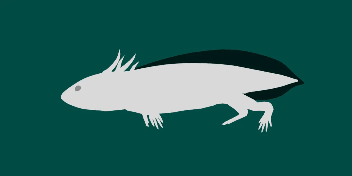 Axolotl