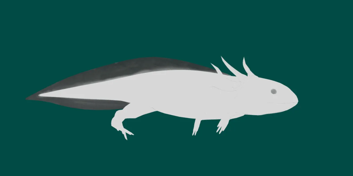 Axolotl