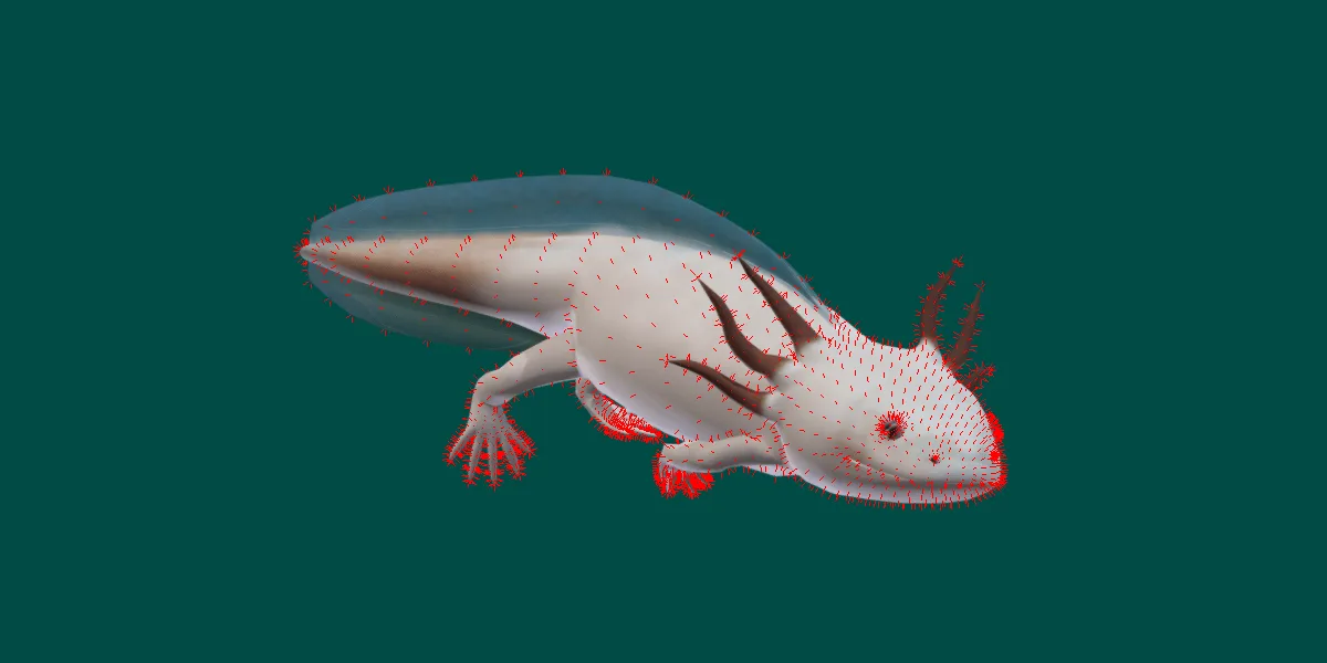 Axolotl