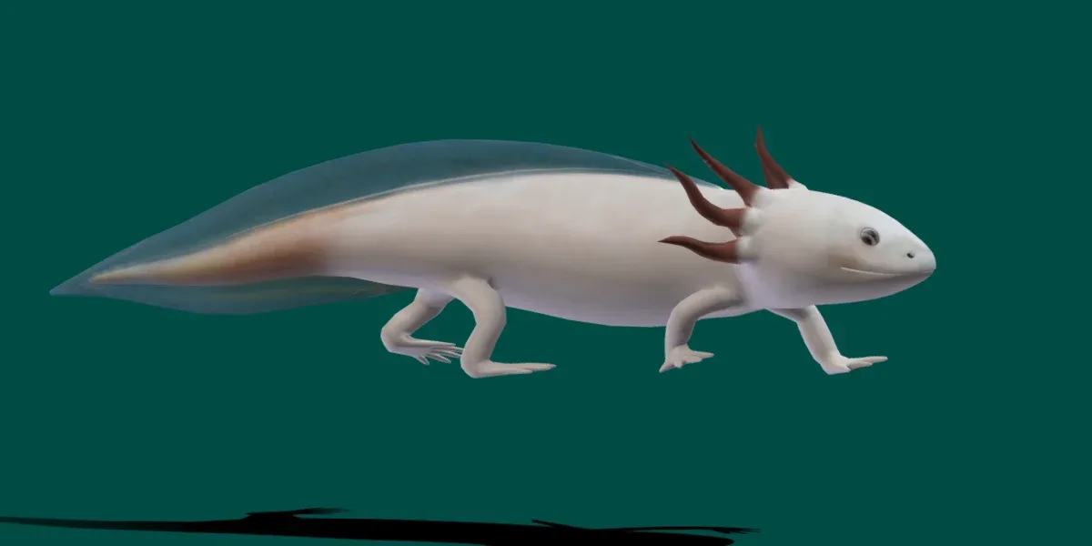 Axolotl