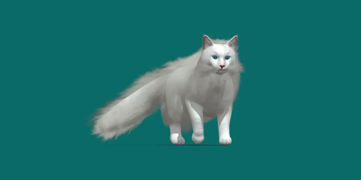 American LongHair Cat