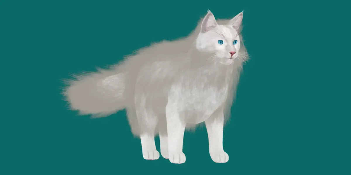 American LongHair Cat