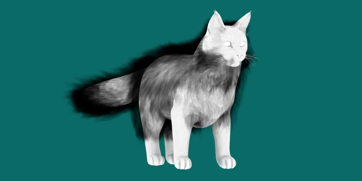 American LongHair Cat