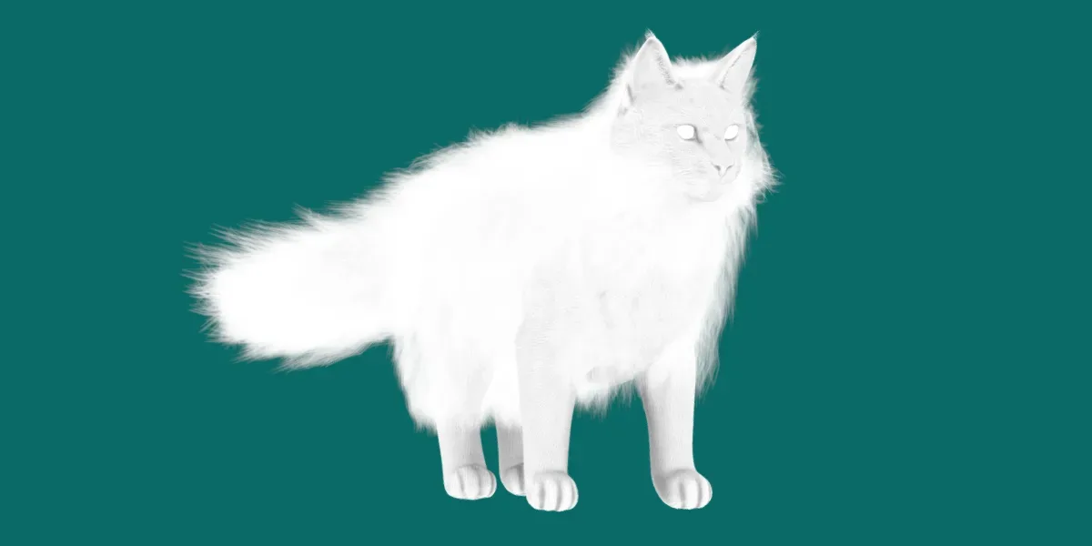 American LongHair Cat