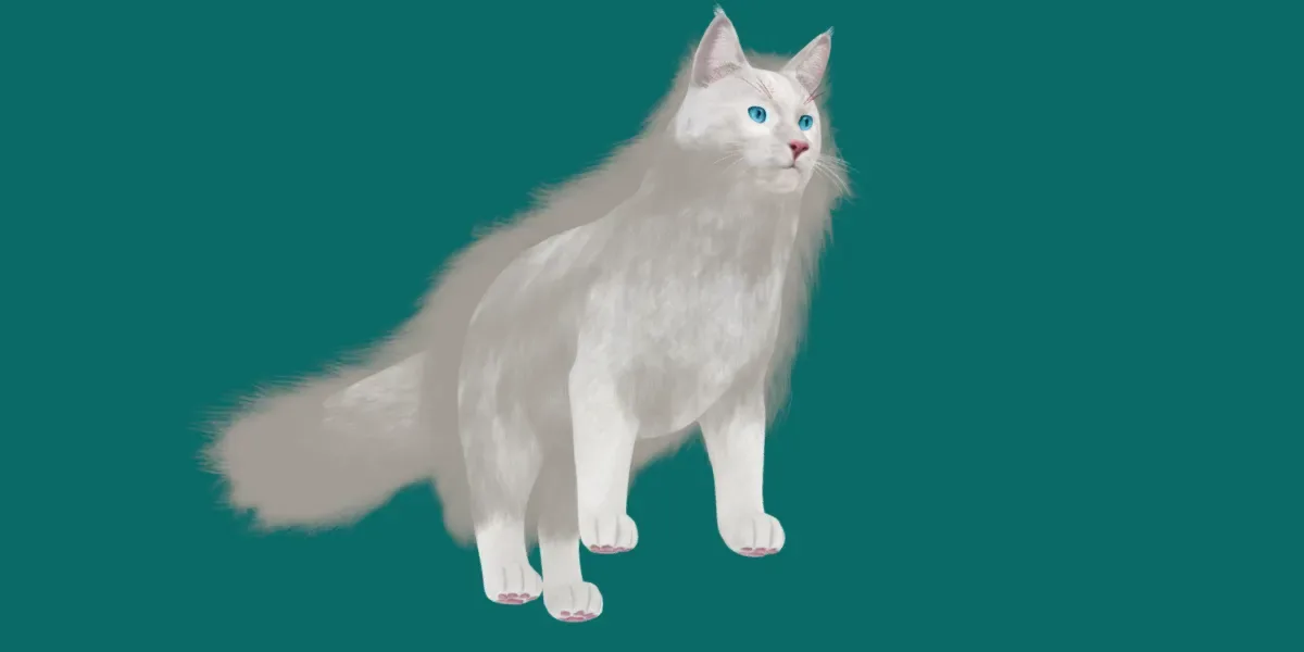 American LongHair Cat