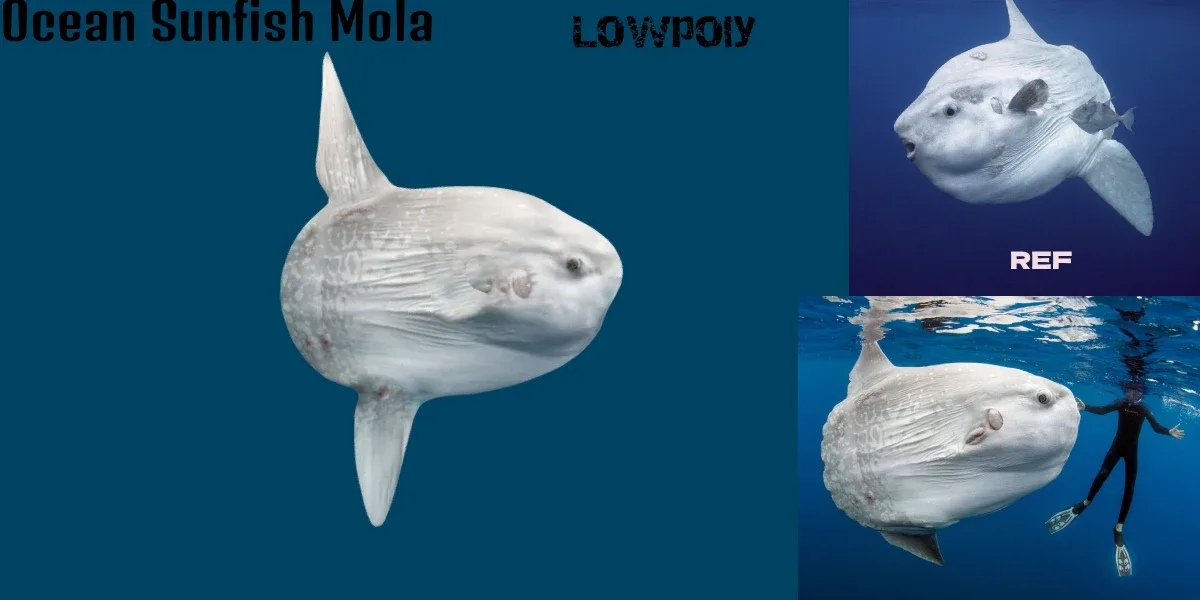 Ocean Sunfish Mola