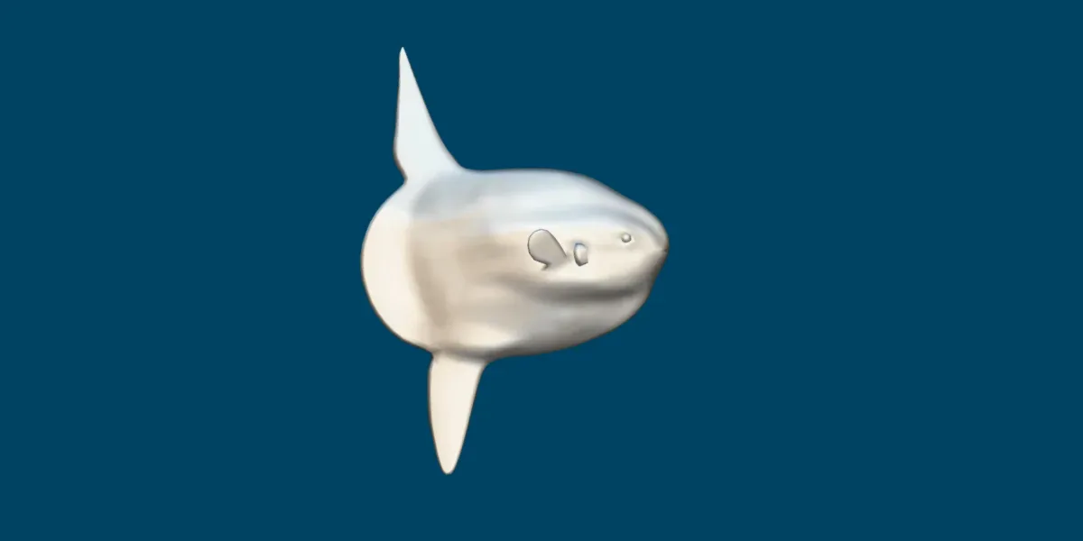 Ocean Sunfish Mola