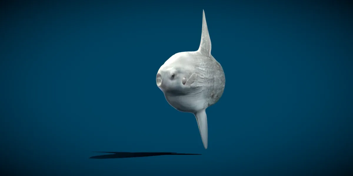 Ocean Sunfish Mola