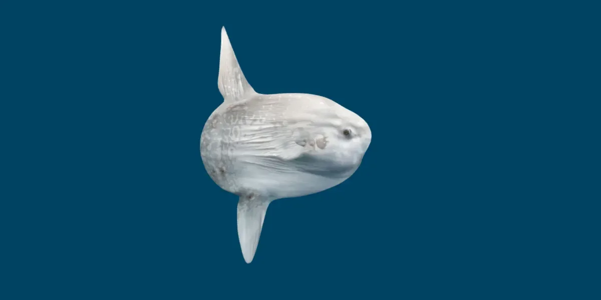 Ocean Sunfish Mola