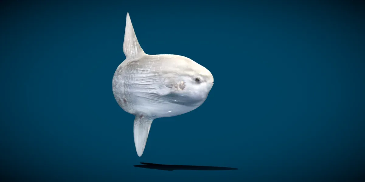 Ocean Sunfish Mola