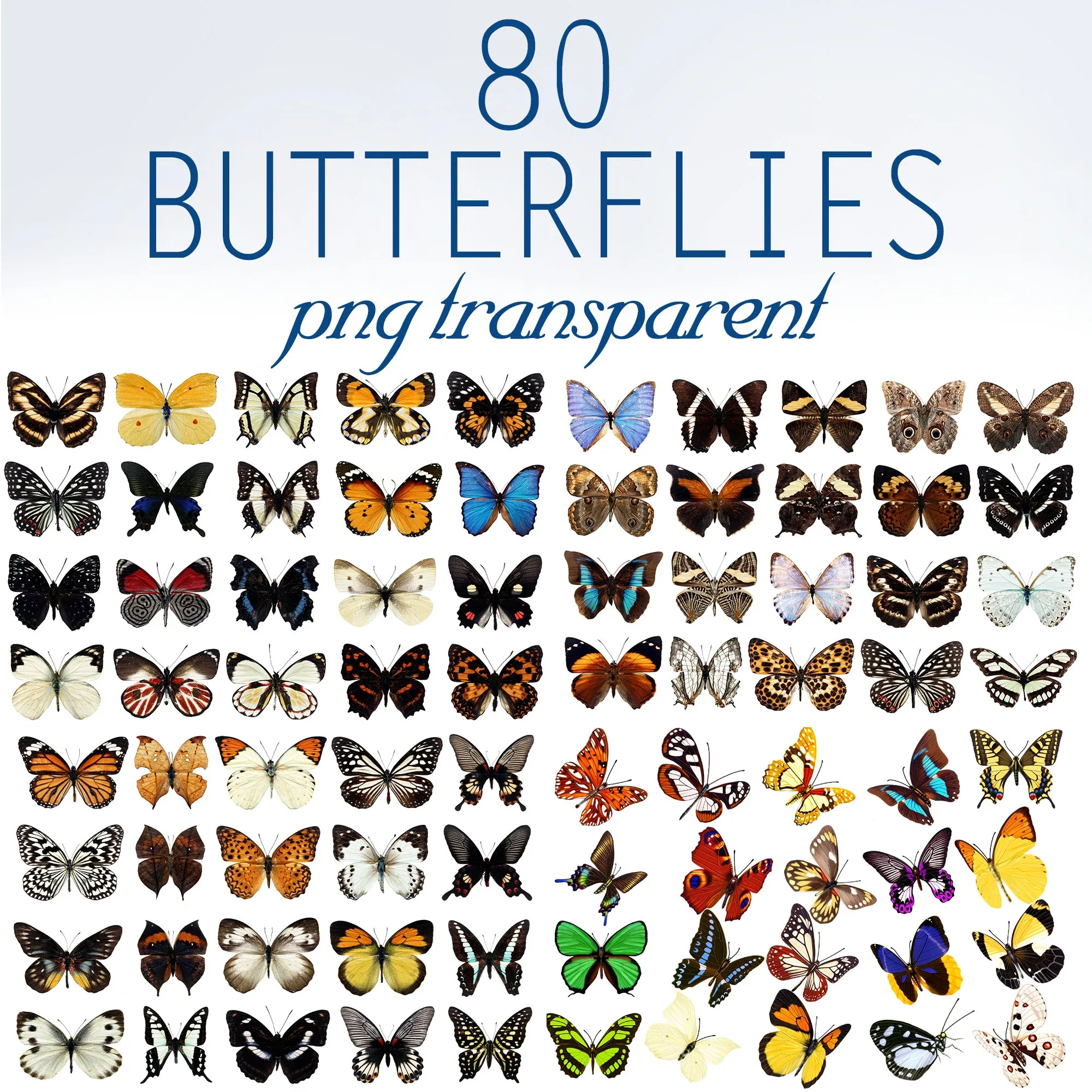 80 Butterflies, Butterfly Clip Art, Butterfly Photo Overlays, Photoshop Butterfly Overlay, Realistic Butterflies PNG Files, Insects